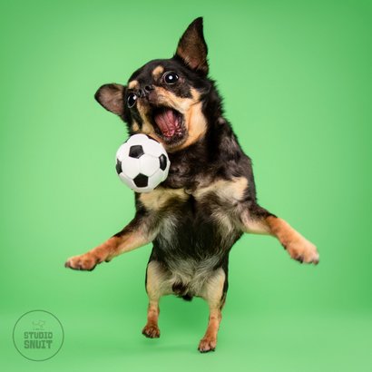 Grappige hondenkaart van chihuahua in actie met voetbal 2