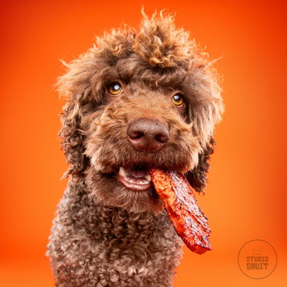 Grappige hondenkaart van hond met stuk vlees in bek 2