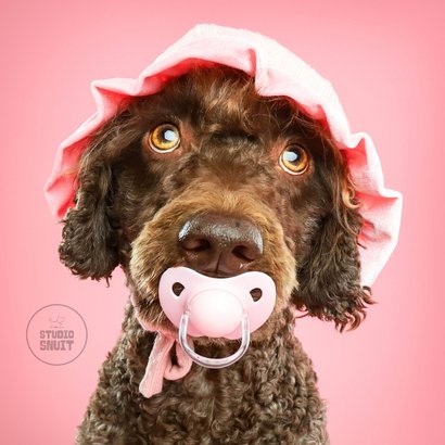 Grappige kaart voor puppy van hond met roze speen en mutsje 2