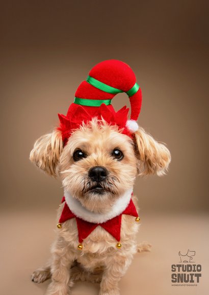 Grappige kerstkaart holly jolly christmas met boomer 2