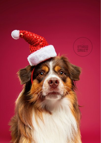 Grappige kerstkaart hond met kerstmuts 2