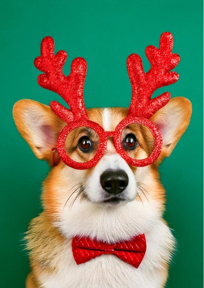 Grappige kerstkaart met corgi did someone say christmas 2