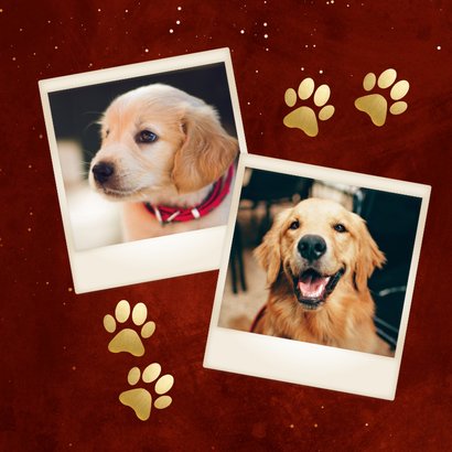 Grappige kerstkaart met grote foto verstuurd door je hond 2