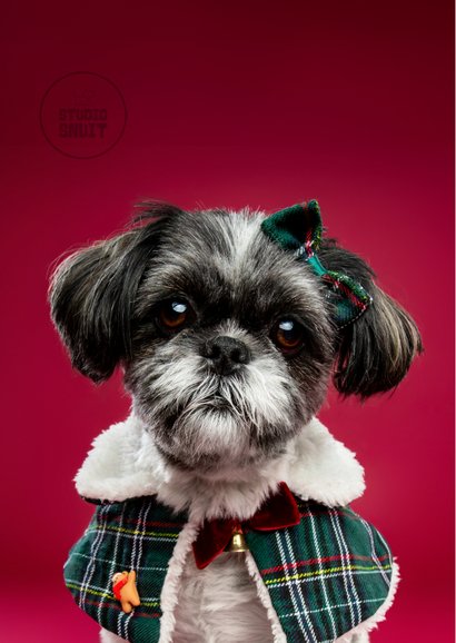 Grappige kerstkaart van boomer hondje met kerstkleding 2