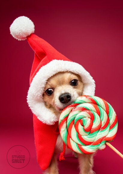 Grappige kerstkaart van hond met kerstmuts en lolly 2