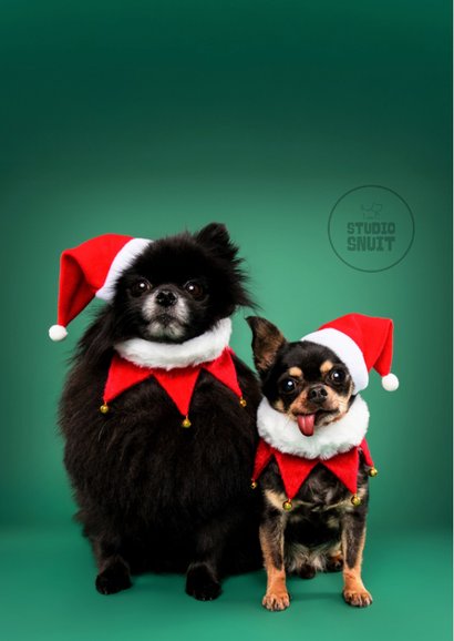 Grappige kerstkaart van hondjes met kerstmuts op 2