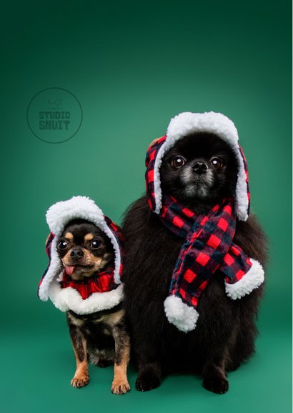 Grappige kerstkaart van hondjes met warme kerstkleding 2
