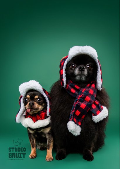 Grappige kerstkaart van hondjes met warme kerstkleding 2