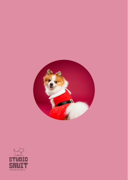 Grappige kerstkaart van pomsky met kerstjurkje aan 2