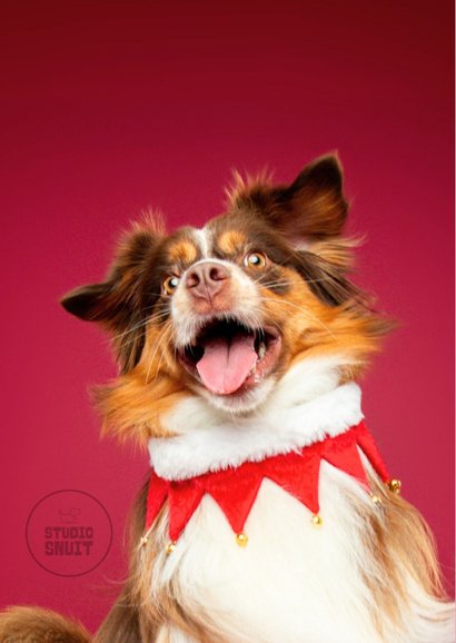 Grappige kerstkaart van vrolijk springende hond 2