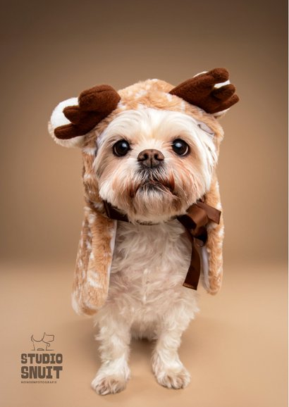 Grappige kerstkaart van wit boomer hondje met rendier pakje 2