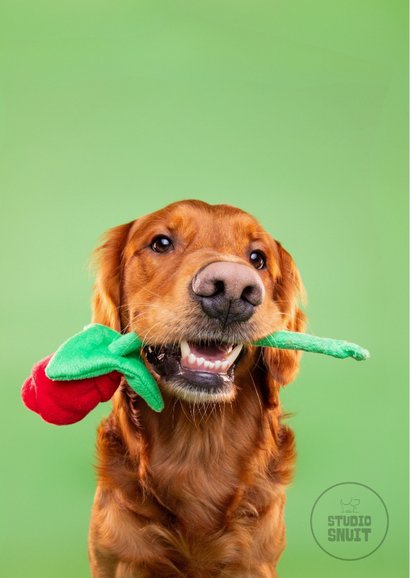 Grappige lieve hondenkaart van hond met roos in bek 2