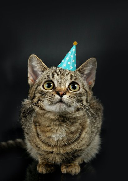 Grappige te laat verjaardagskaart sorry met kat 2