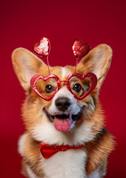 Grappige valentijnskaart met corgi hond rood 2