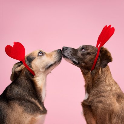 Grappige valentijnskaart met hondjes ik vind je lief 2