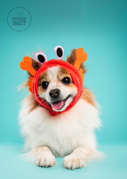 Grappige verjaardagskaart 'holy crab zo oud' hond als krab  2