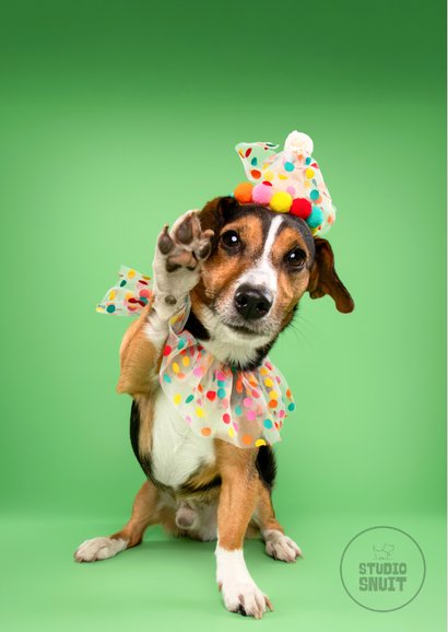 Grappige verjaardagskaart hondje feestmuts en pootje 2