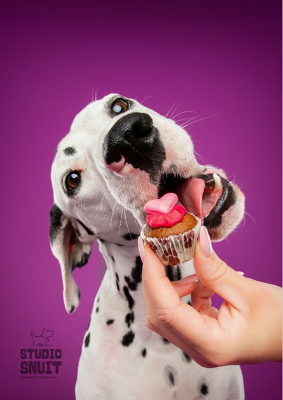 Grappige verjaardagskaart van dalmatiër met cupcake  2