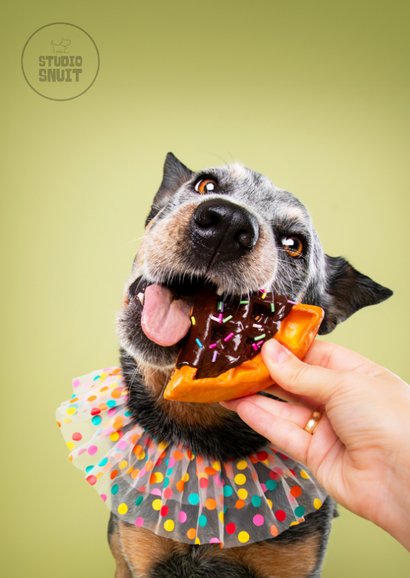 Grappige verjaardagskaart van hond met cake en slabber 2