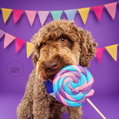 Grappige verjaardagskaart van hond met lolly en slingers 2