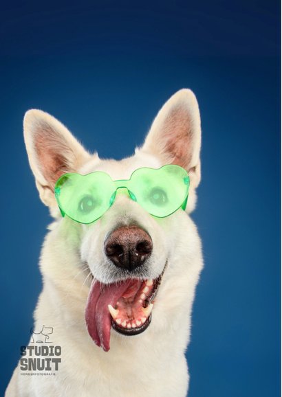 Grappige vrolijke verjaardagskaart van hond met zonnebril 2