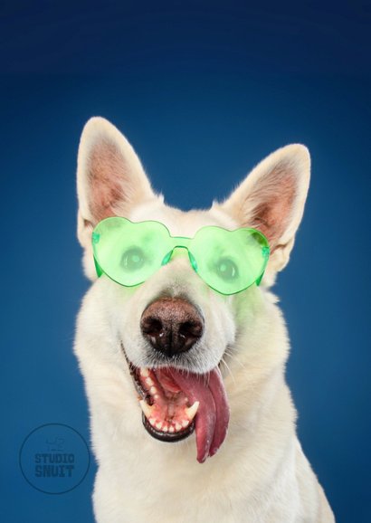 Grappige vrolijke verjaardagskaart van hond met zonnebril 2