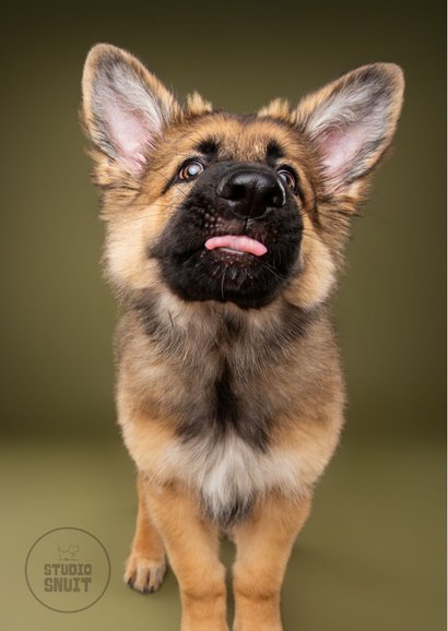 Grappige wenskaar van hond met tong, kus door de brievenbus 2