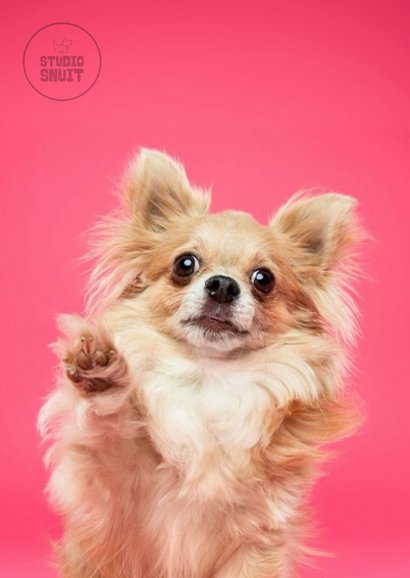 Grappige wenskaart chihuahua trots 2