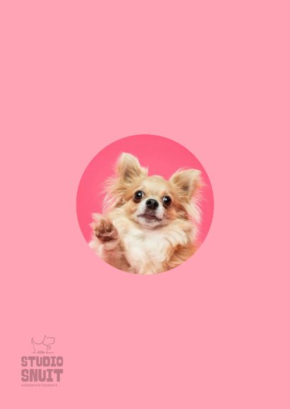 Grappige wenskaart chihuahua trots 2