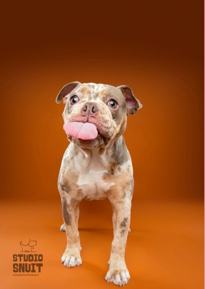 Grappige wenskaart van hond met tong, kus door de brievenbus 2