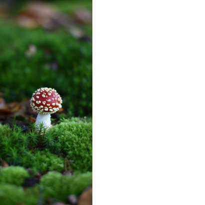 Herfst condoleancekaart met een foto van een vliegenzwam  2