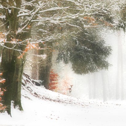 Hertjes in de sneeuw 2