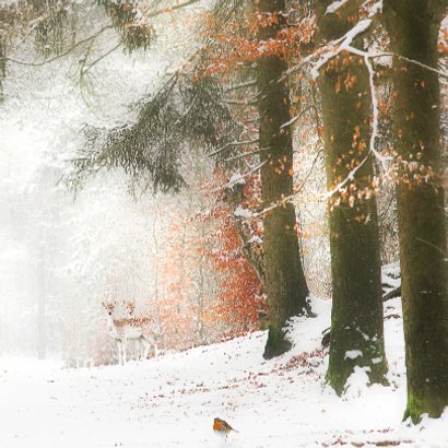 Hertjes in de sneeuw 3