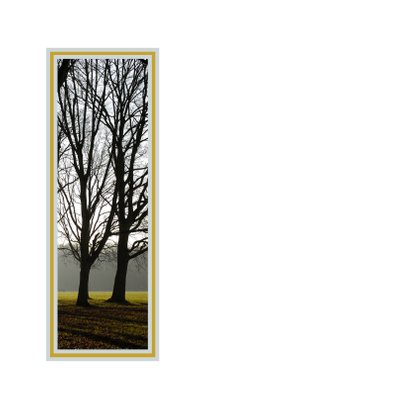 Hoge bomen in tegenlicht 2