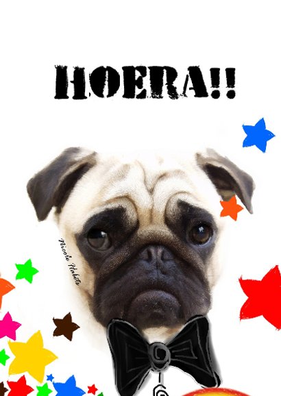 Hond in pak verjaardag 2