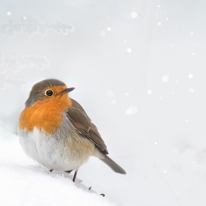 Hout met roodborst en sneeuw 2