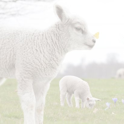 Jarig met lammetjes 2