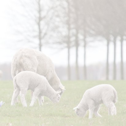 Jarig met lammetjes 3