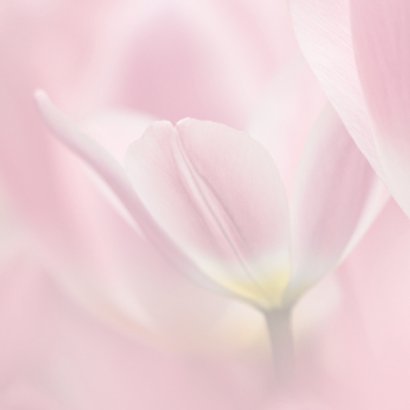 Jarig met roze tulpen 2