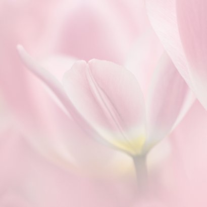 Jarig met roze tulpen 2