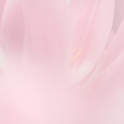 Jarig met roze tulpen 3