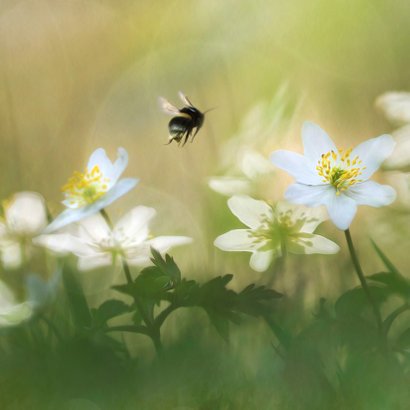Jarig met witte anemonen 2