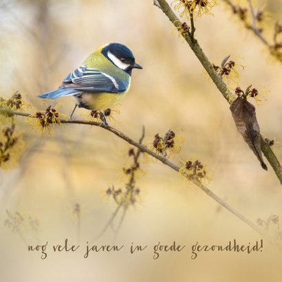 Jarigkaart koolmees op tak Hamamelis 2