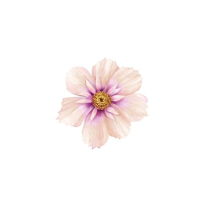 Jubileum bloemen cosmea sering aanpasbaar Achterkant