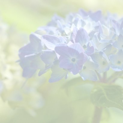 Jubileum met hortensia 2