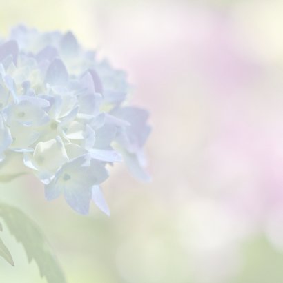 Jubileum met hortensia 3