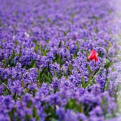 Kaart dare to be different hyacinten en tulp eigen bedrijf 2