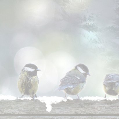 Kerstkaart met 5 koolmezen in de winternacht 2