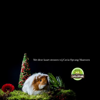 Kerstkaart met langharige cavia kerst 2