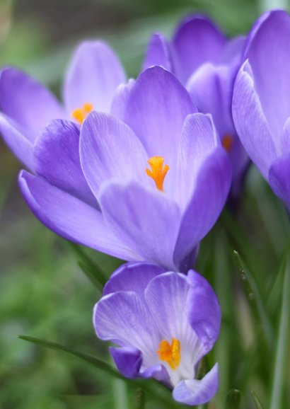 Klassieke beterschapskaart met foto van paarse krokussen 2